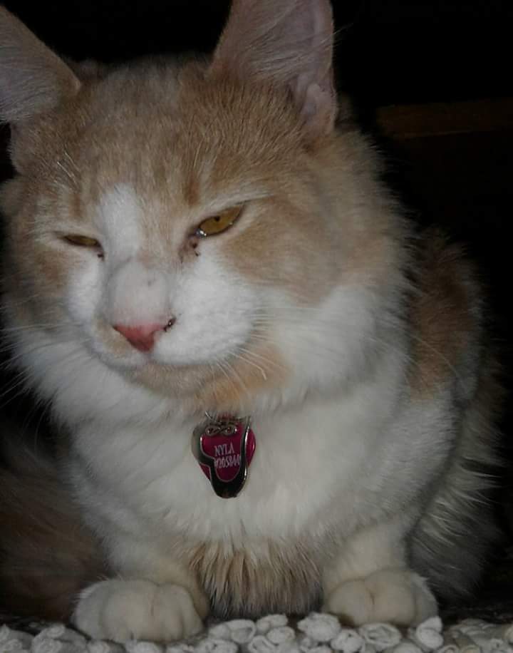 Lost Cat (Anchorage, Alaska) Nyla