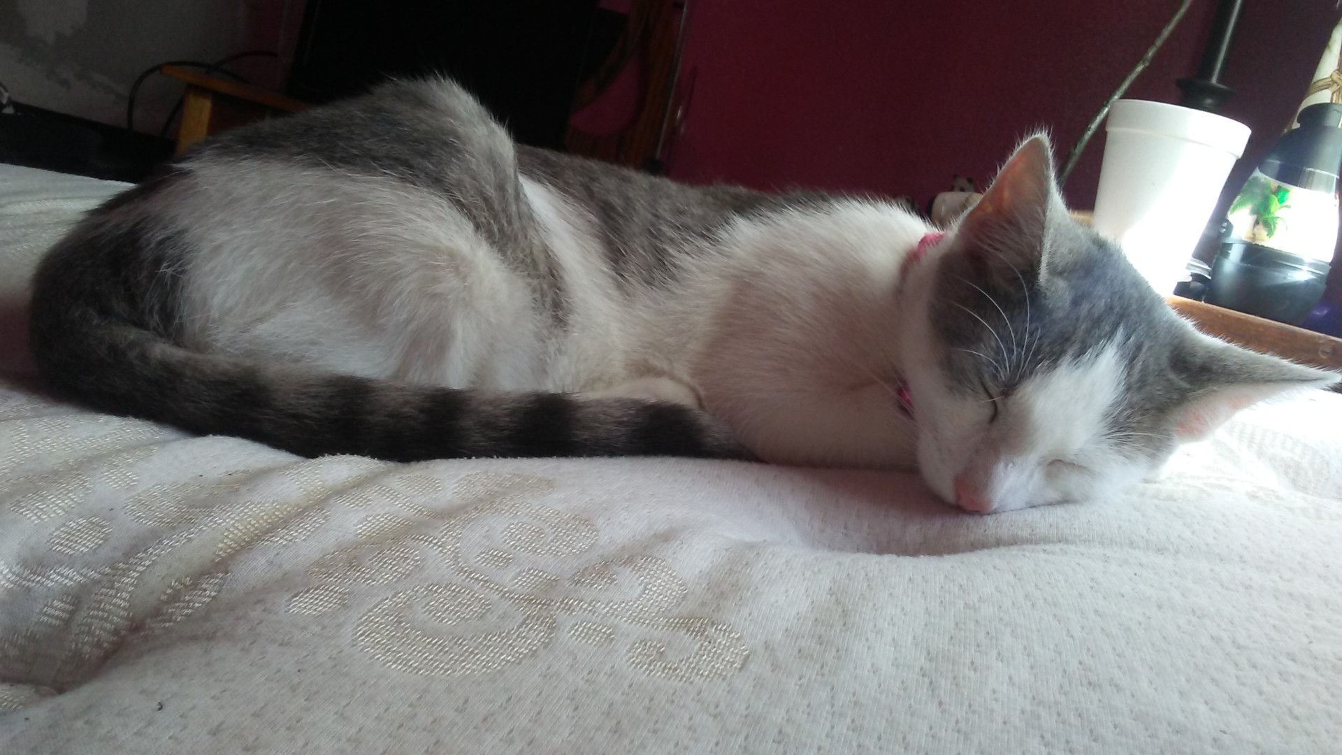 Lost Cat (Joplin, Missouri) Gracie