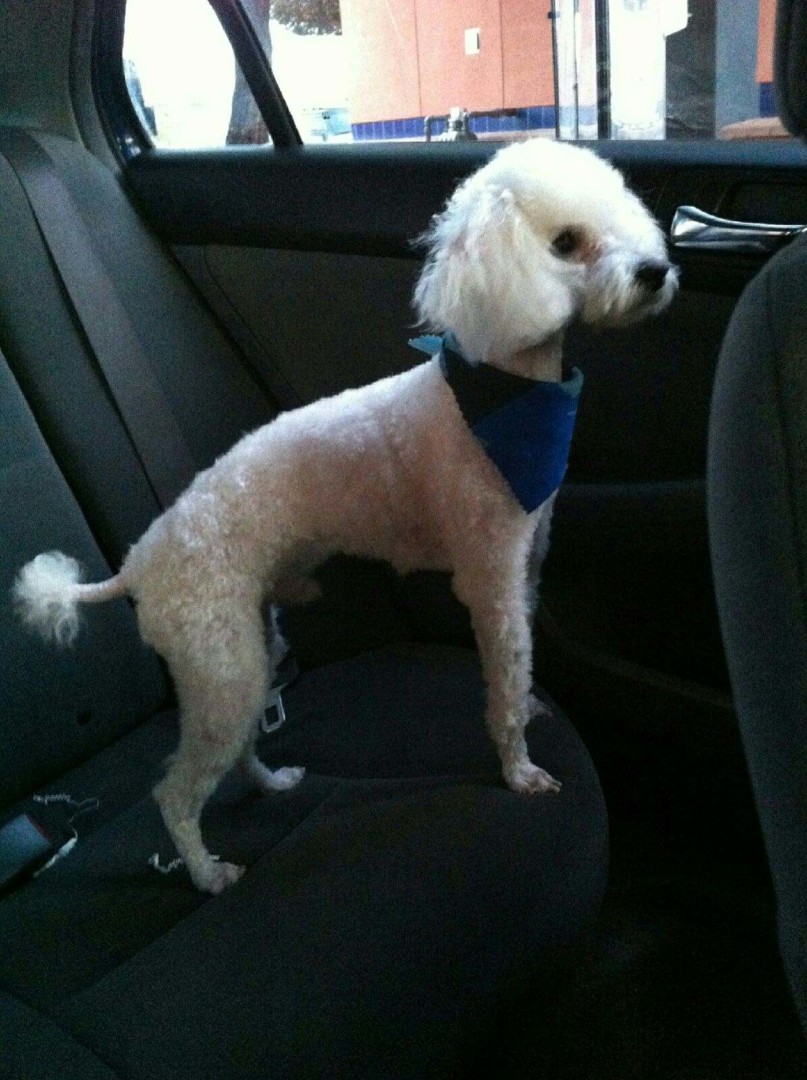 Lost Dog (Phoenix, Arizona) Louis