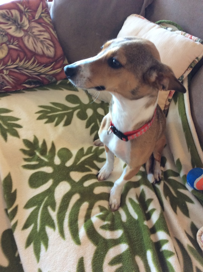 Lost Dog (KailuaKona, Hawaii) Bb