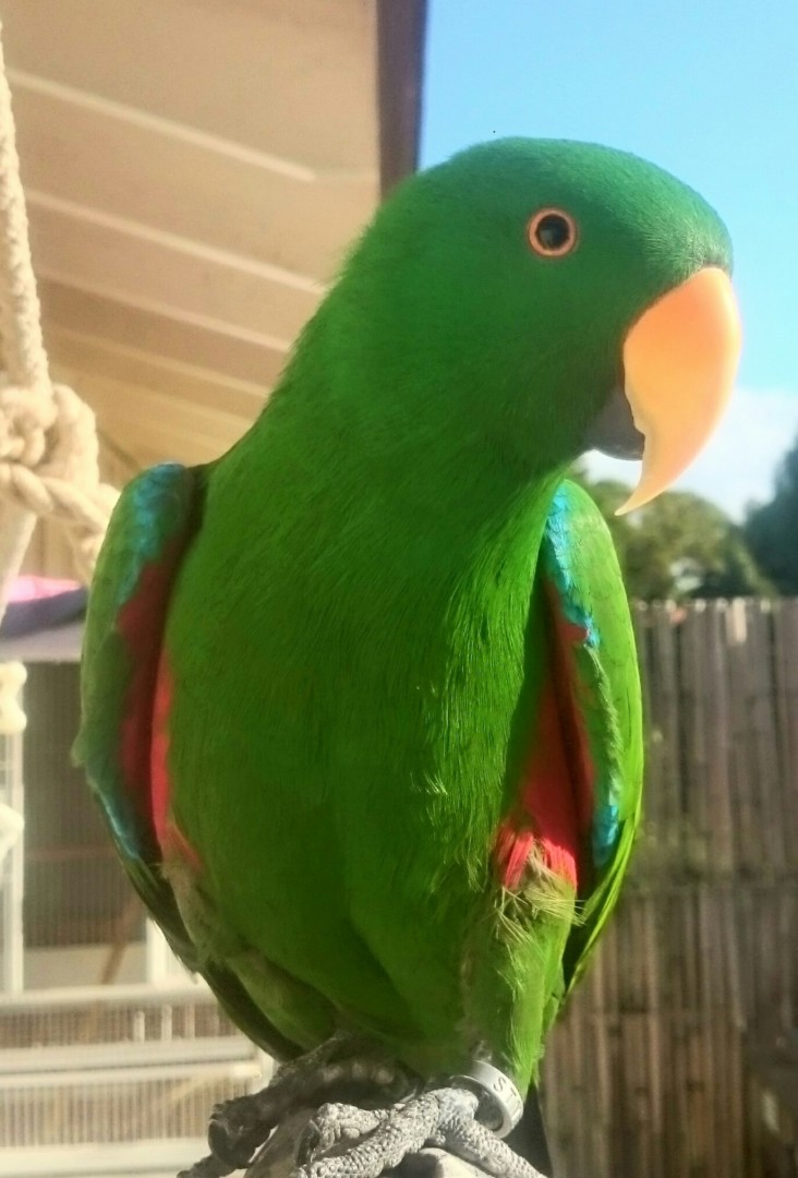 Lost Bird (Waikoloa Village, Hawaii) Kolohe