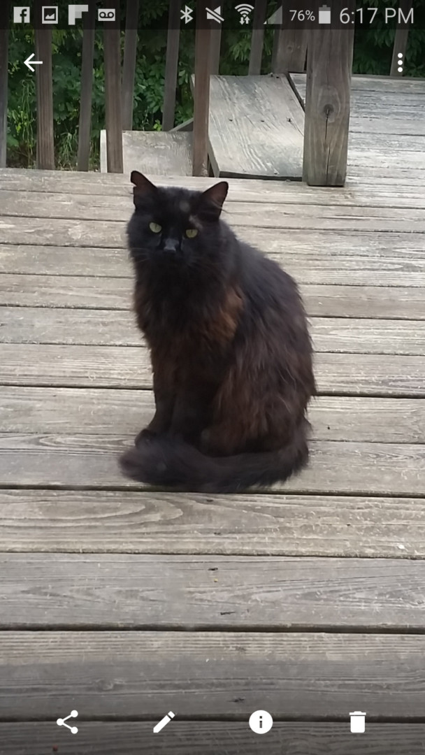 Lost Cat (Knoxville, Tennessee) Poppie
