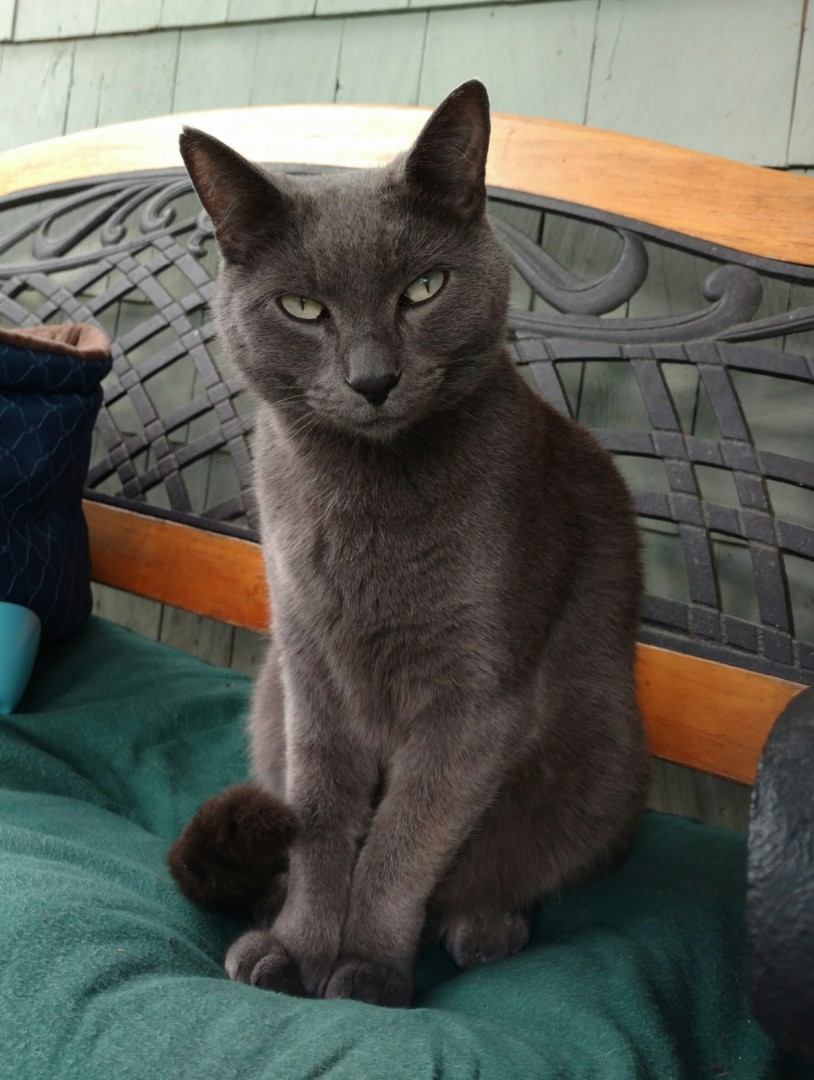 Lost Cat (Eugene, Oregon) Jasper