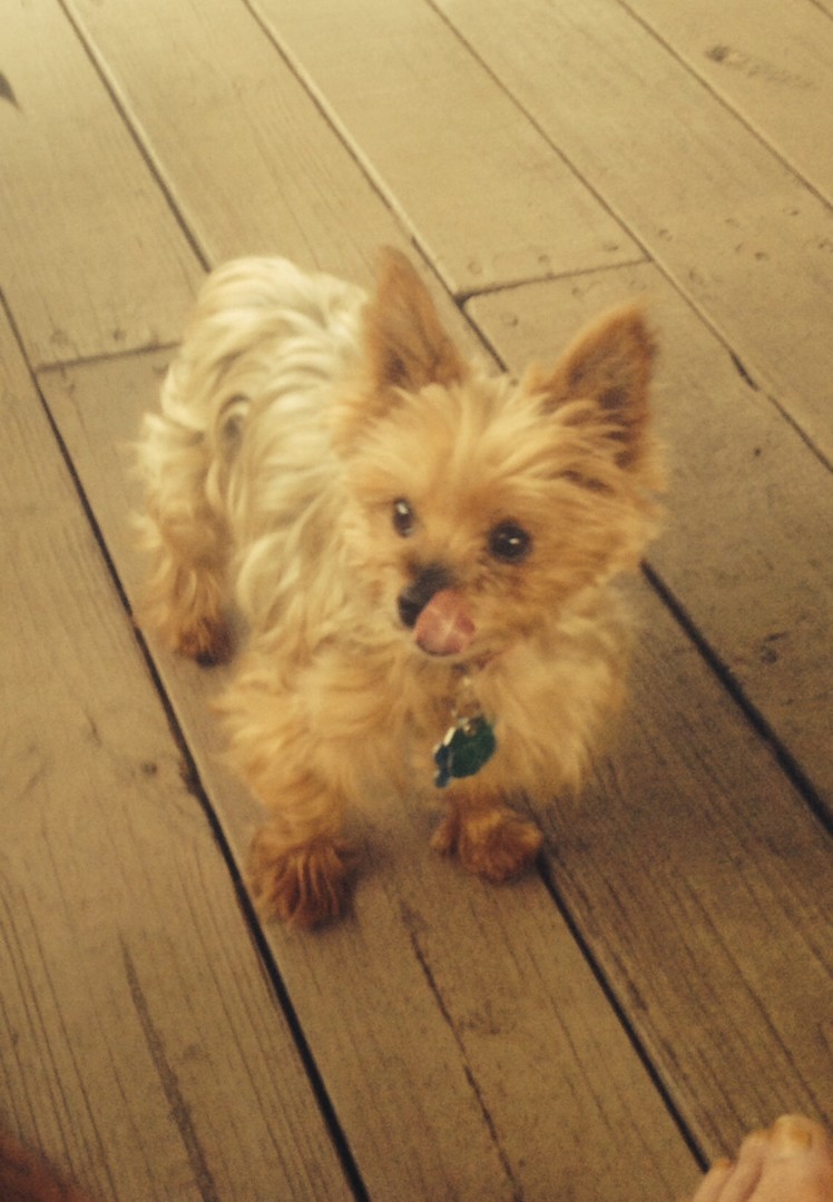 Lost Dog (Zephyrhills, Florida) Rusty