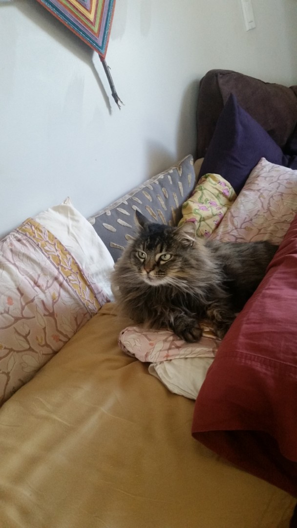 Lost Cat (Eugene, Oregon) Cedar