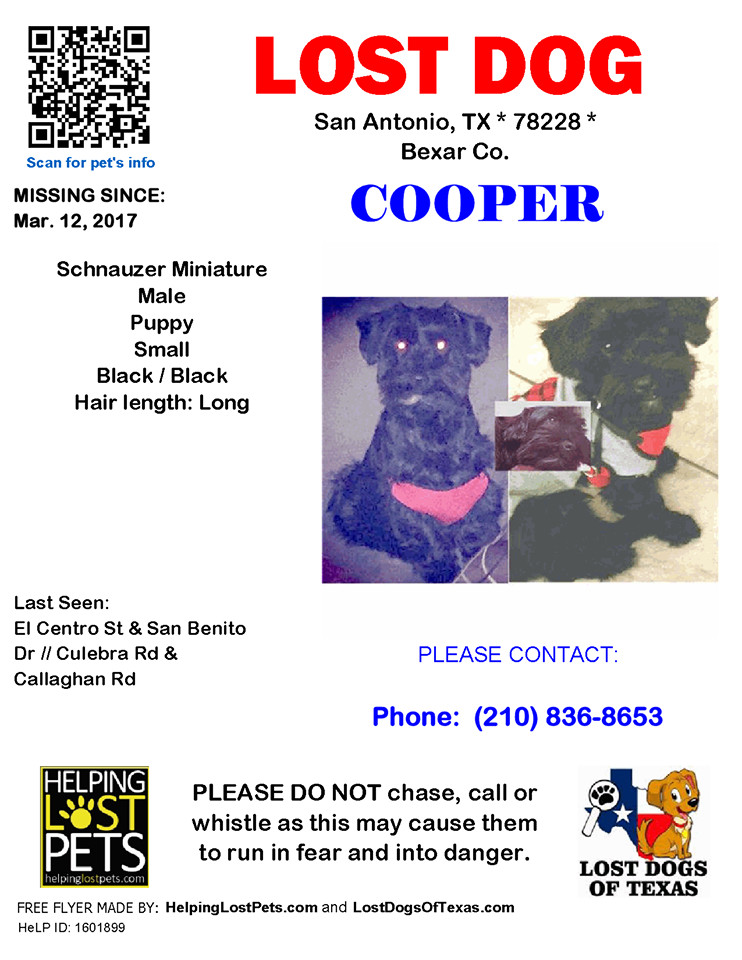Lost Dog (San Antonio, Texas) Cooper