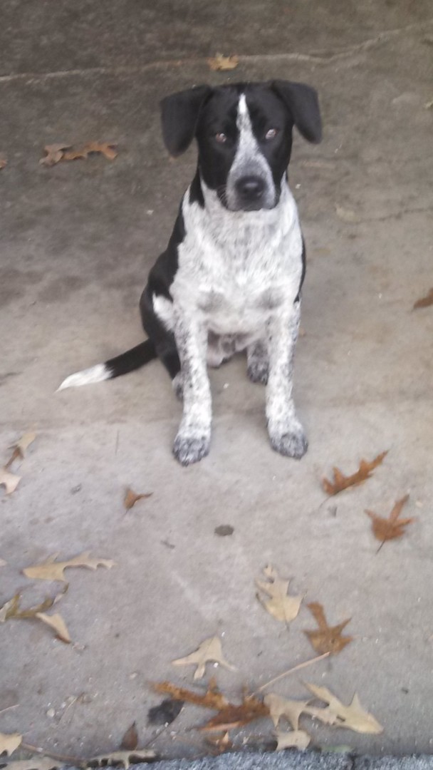 Lost Dog (Hixson, Tennessee) Chester