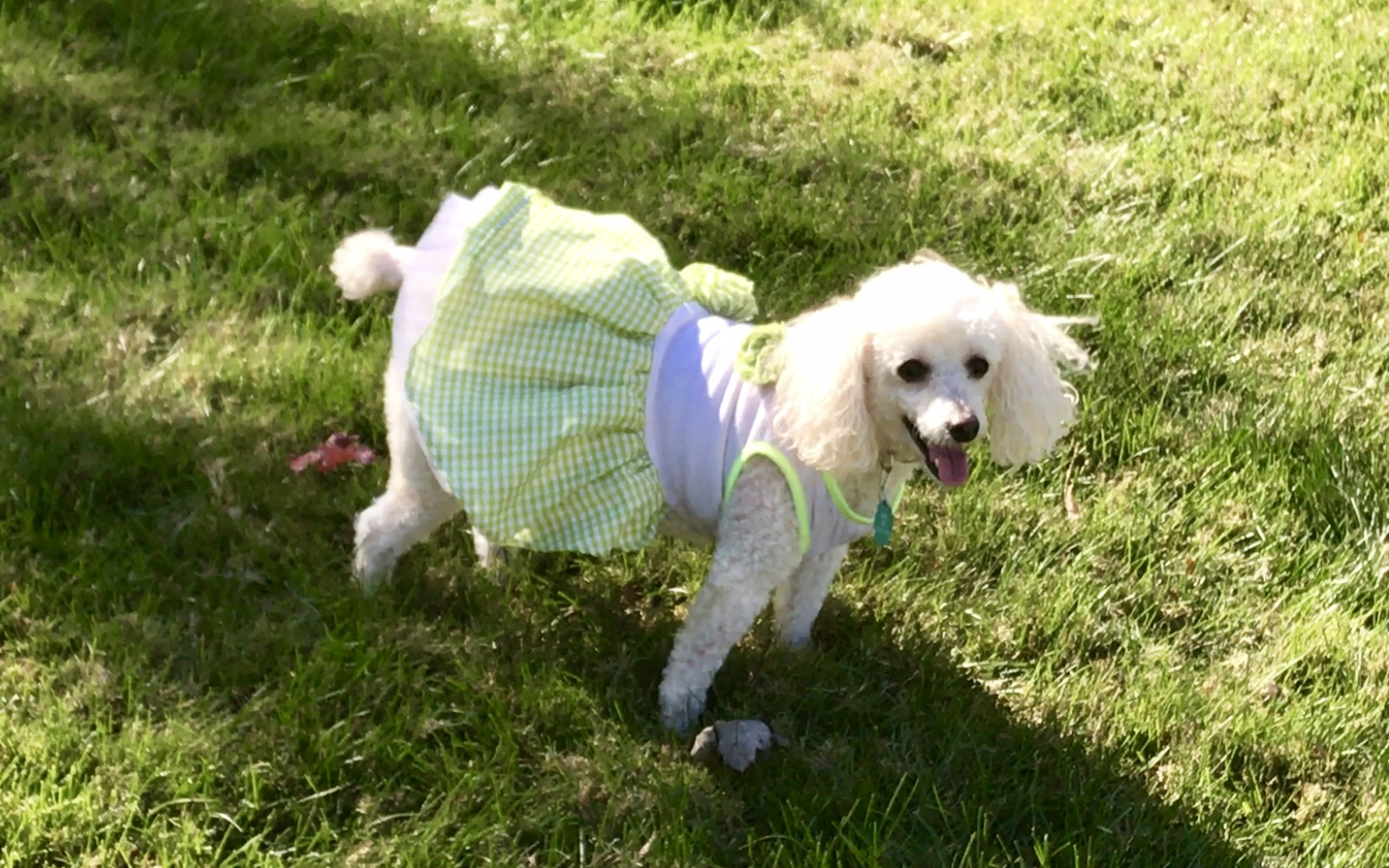 Lost Dog (Lee's Summit, Missouri) Annie