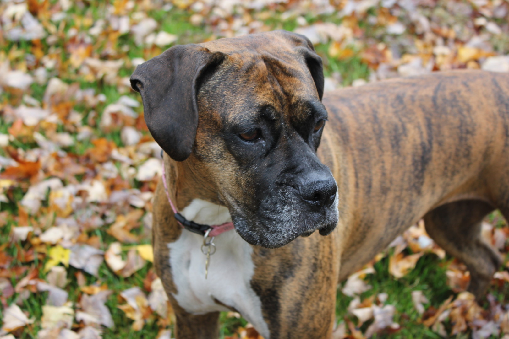 Lost Dog (Yale, Michigan) Sophie