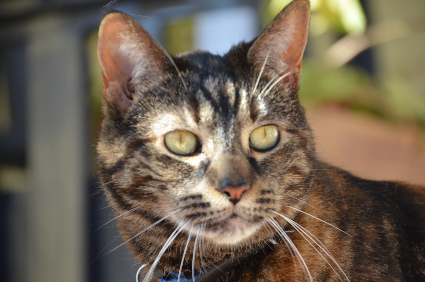 Lost Cat (San Diego, California) Luna