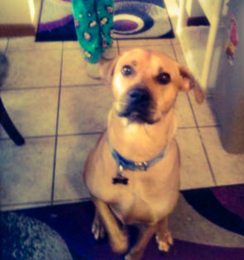 Lost Dog (Cranberry Township, Pennsylvania) Max