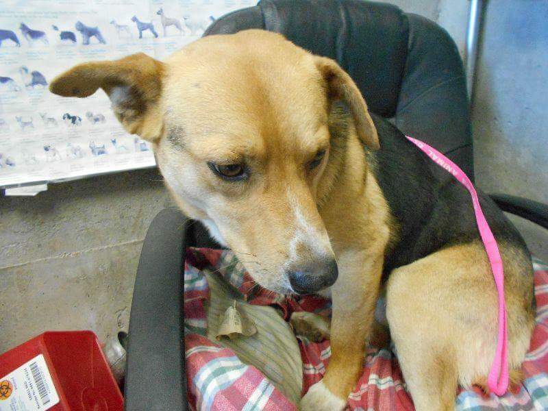 Lost Dog (Snyder, Texas) Irish