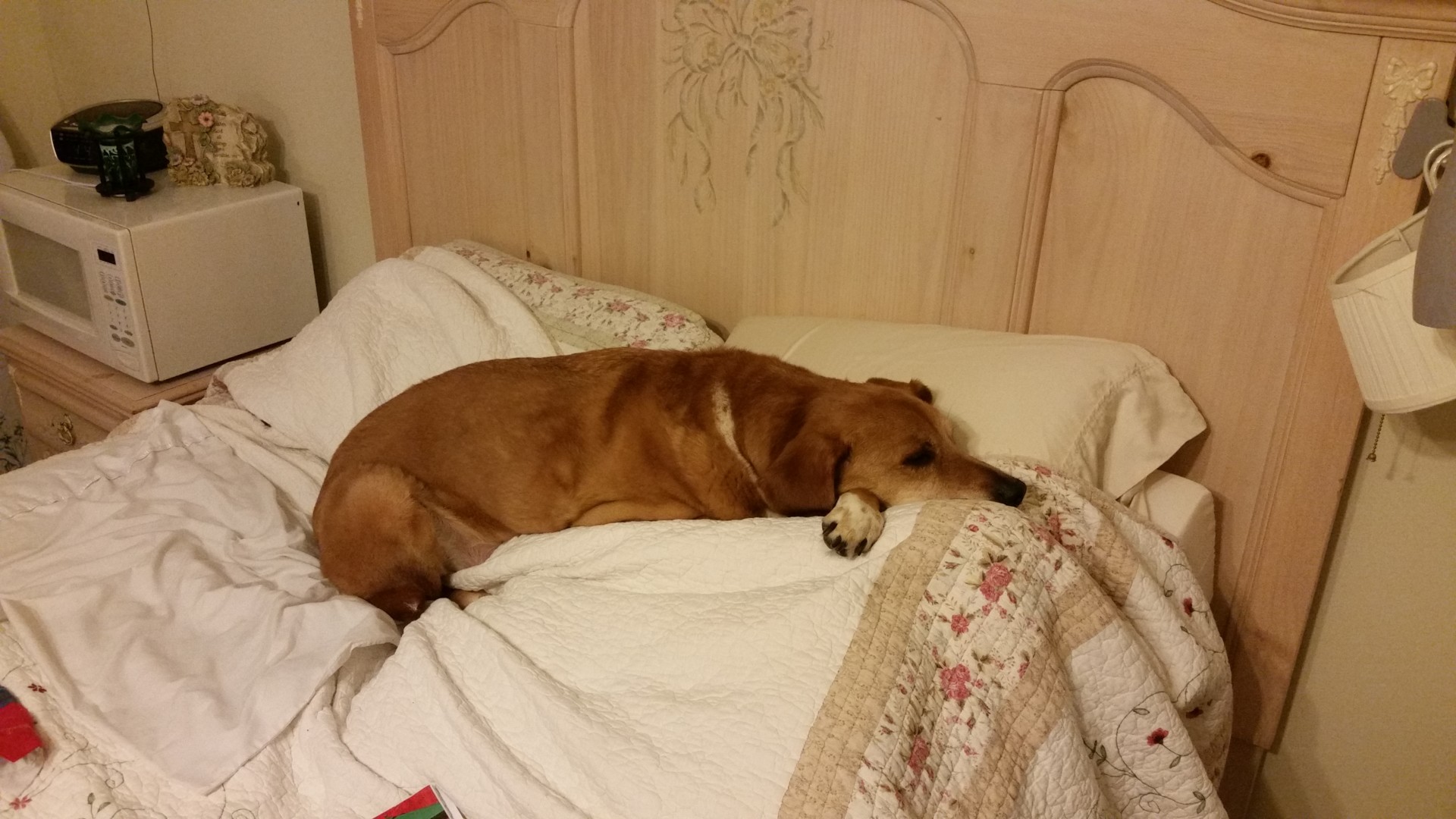 Lost Dog (Saint Peters, Missouri) Skip