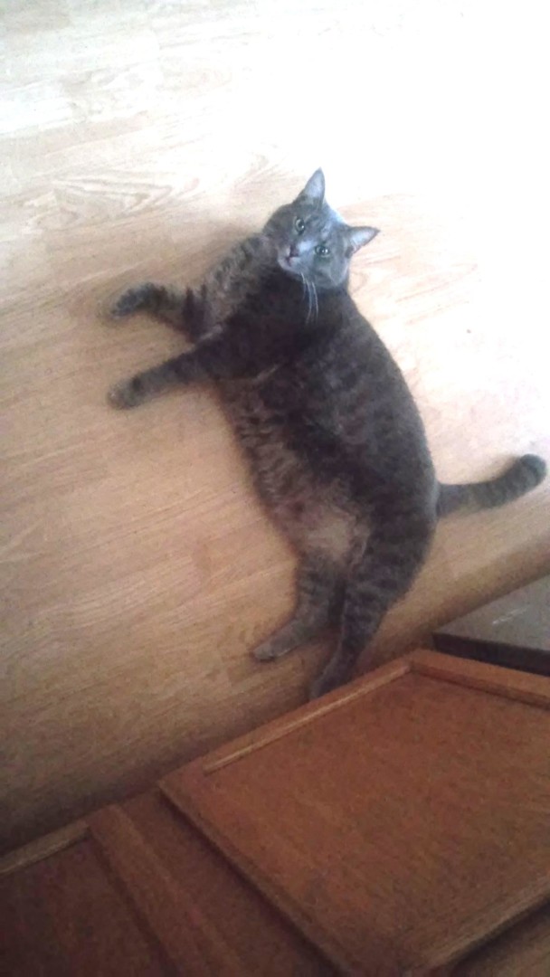 Lost Cat Charlotte North Carolina Stormy Lost Cat Charlotte North Carolina Stormy
