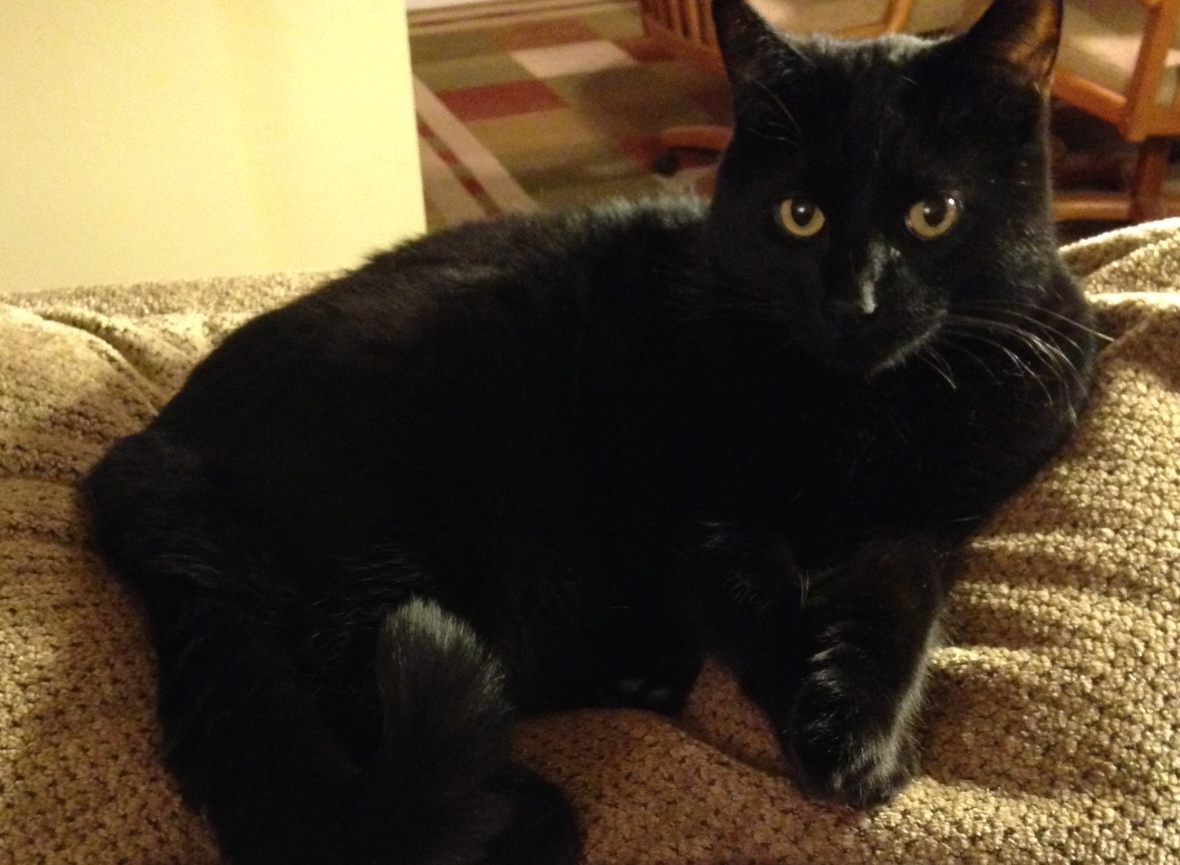 Lost Cat (Moline, Illinois) Frisco