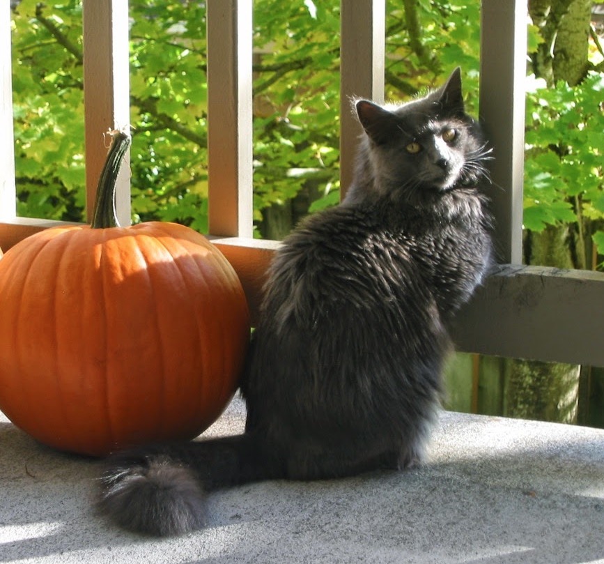 Lost Cat (Vancouver, Washington) Gracie