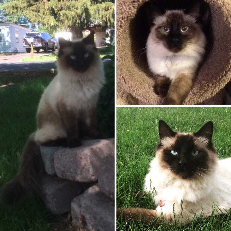 Lost Cat (Yakima, Washington) Rice