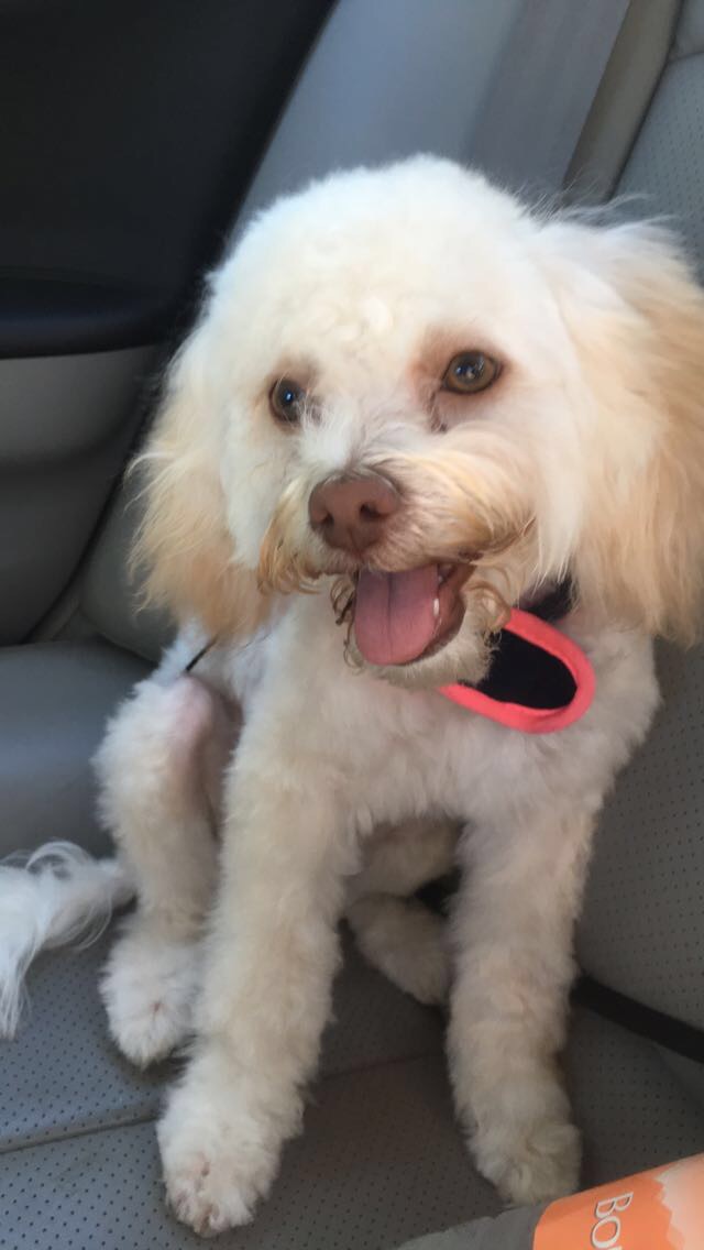 Lost Dog (Phoenix, Arizona) Canela