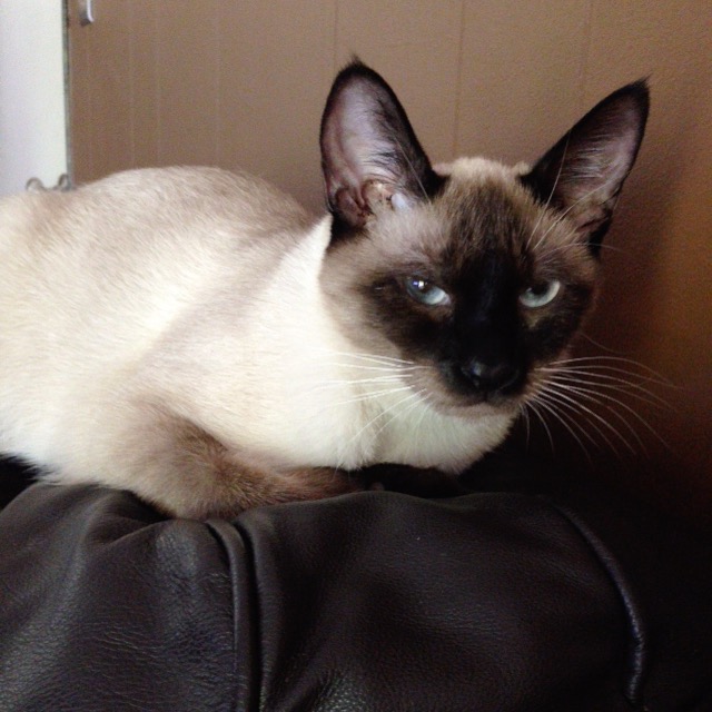 Lost Cat (Portland, Oregon) Hazelnut