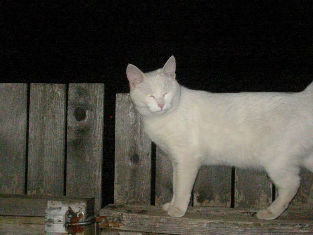 Lost Cat (Salem, Oregon) Twinkle