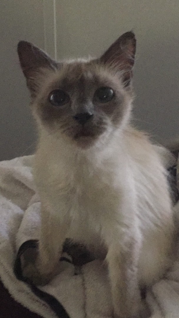 Lost Cat (Jacksonville, Florida) Mogwai