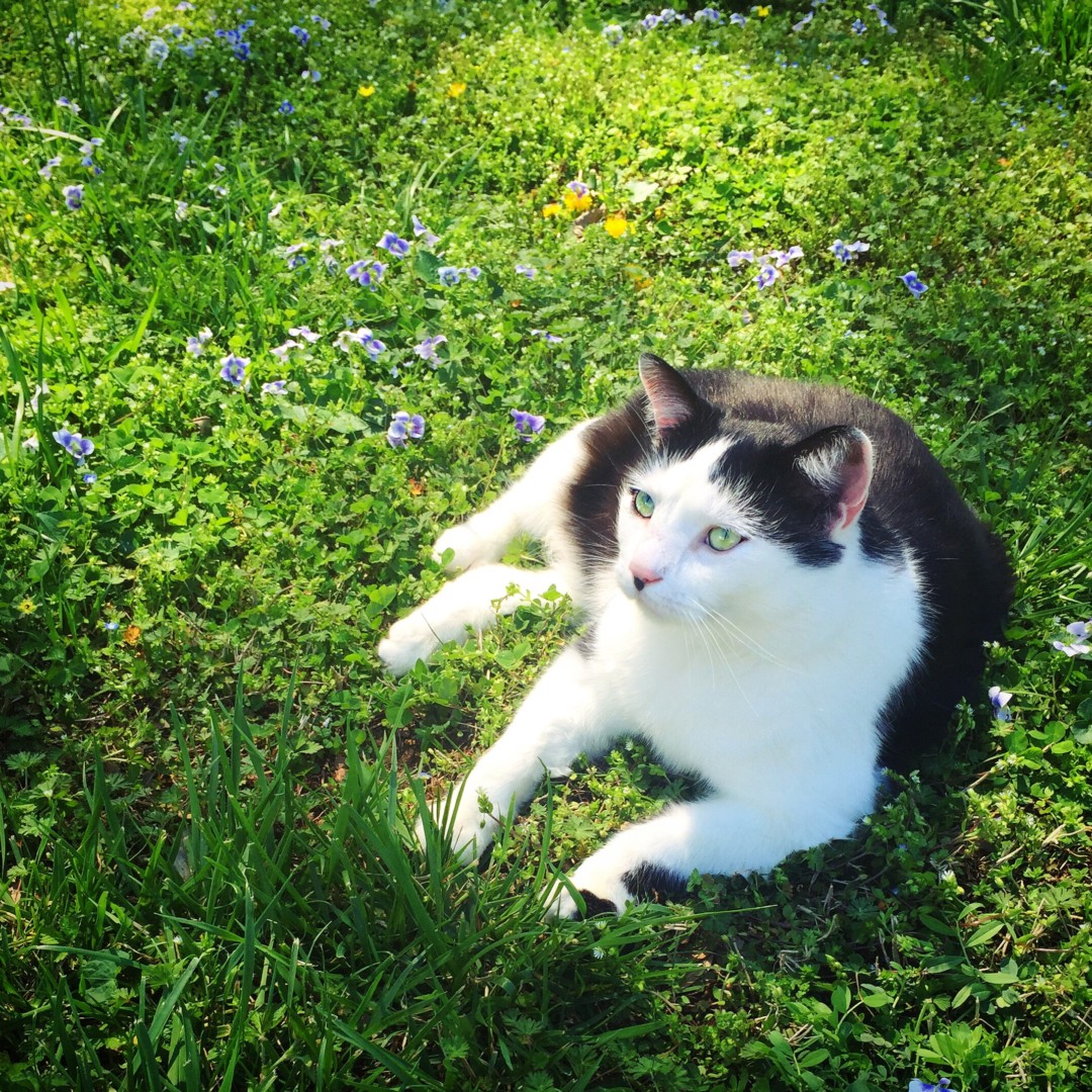 Lost Cat (Hickory, North Carolina) Charlie