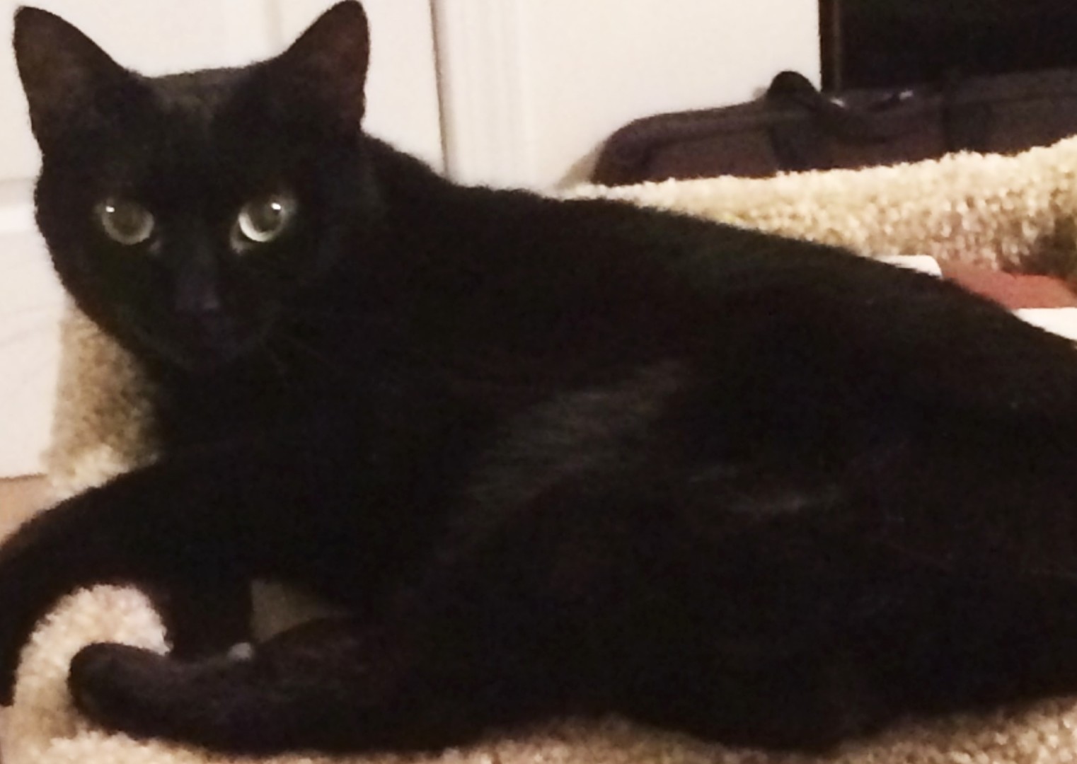 Lost Cat (Charlotte, North Carolina) Sansa