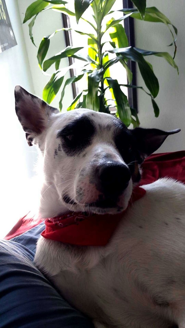 Lost Dog (Sturgis, South Dakota) Spot