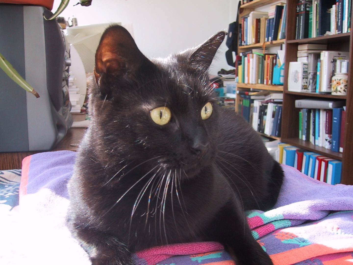 Lost Cat (Vancouver, Washington) Tuki