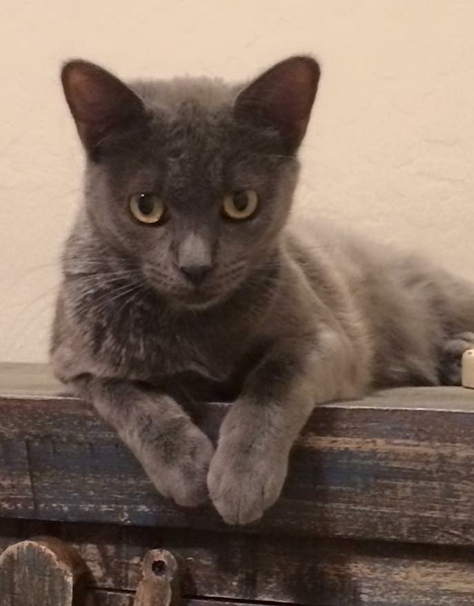 Lost Cat (Scottsdale, Arizona) Stella