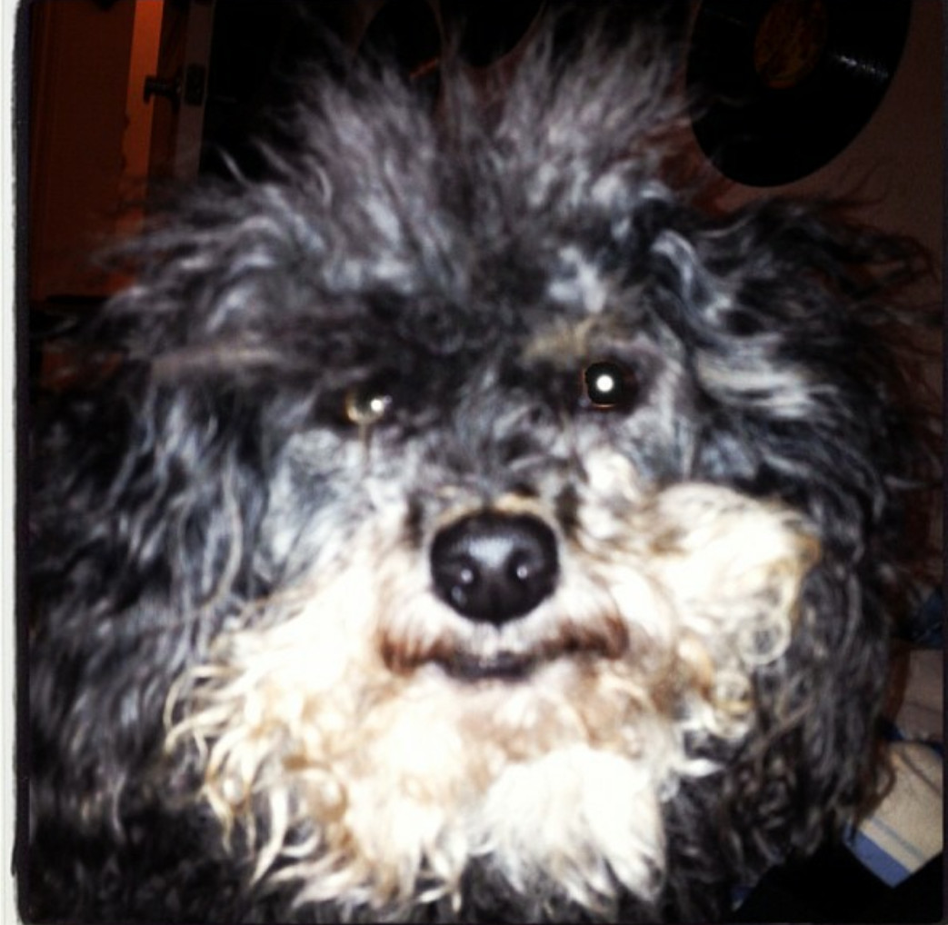 Lost Dog (Killeen, Texas) Fitch