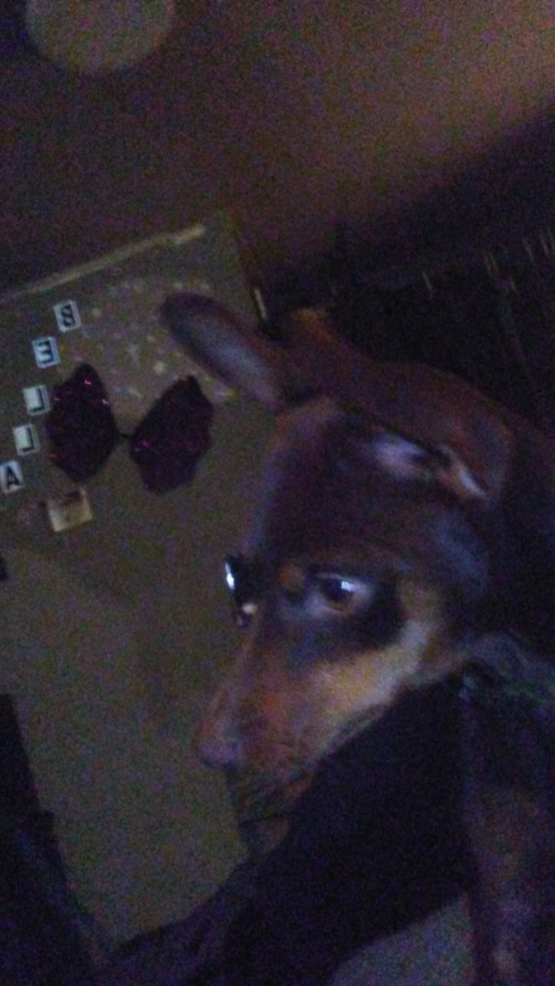 Lost Dog (Jurupa Valley, California) Pyro