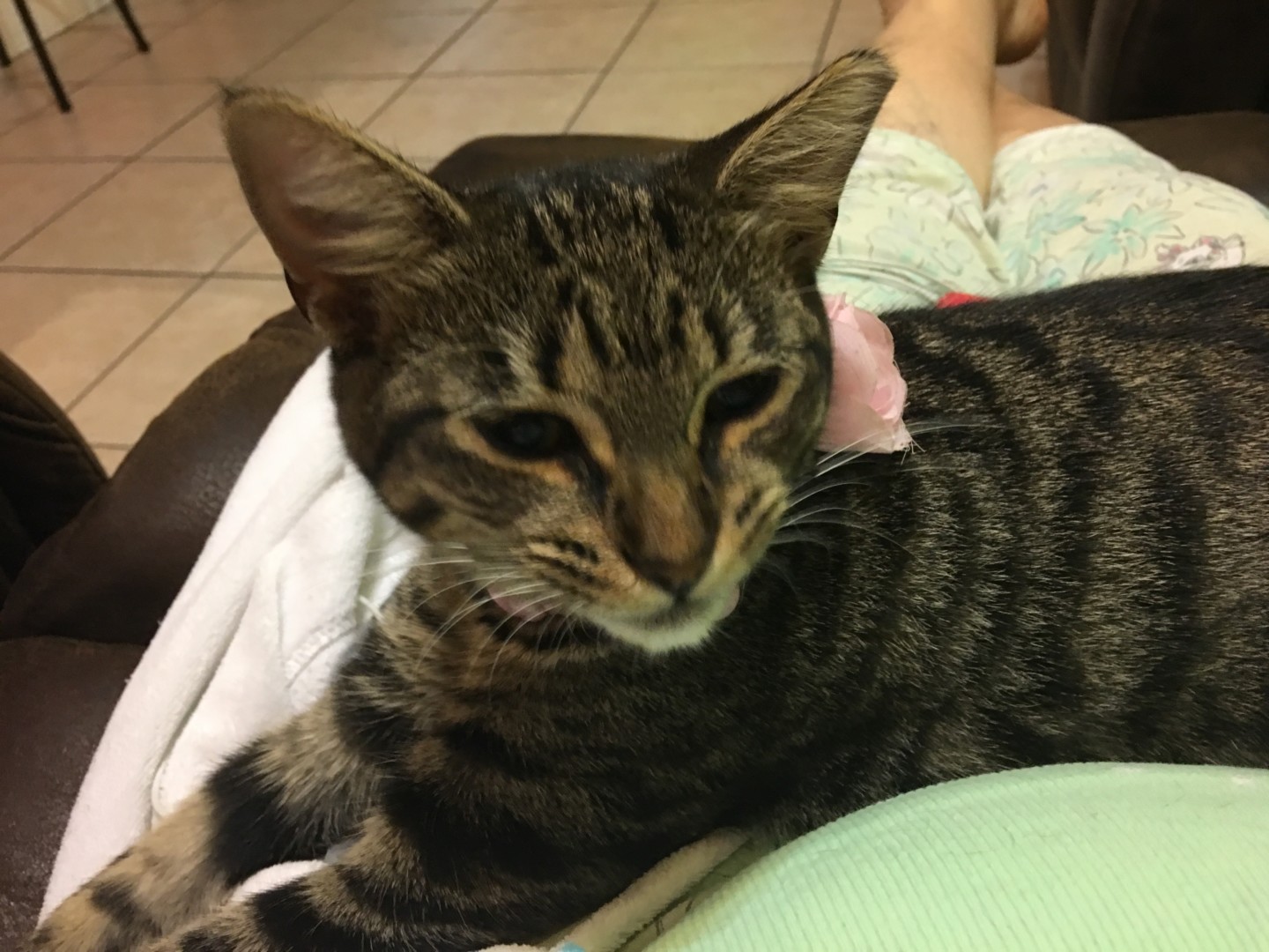 Lost Cat (Miami, Florida) Lucy