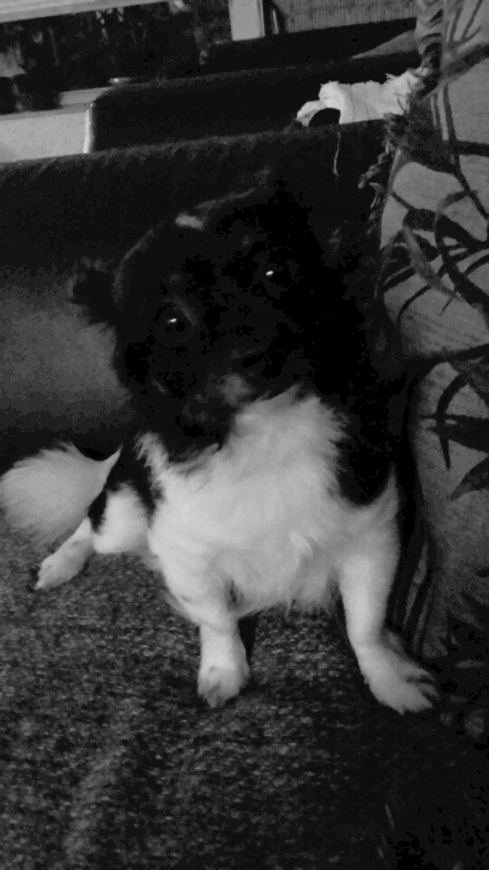 Lost Dog (Kissimmee, Florida) Benji