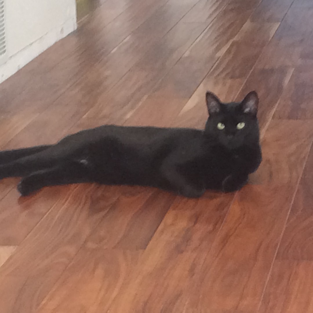 Lost Cat (Anchorage, Alaska) Shadow