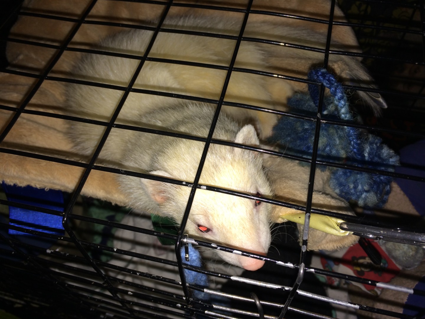 Lost Ferret (Bellevue, Nebraska) Crash