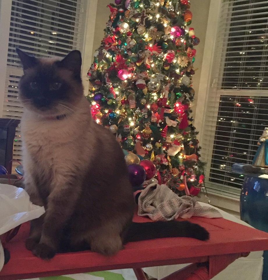 Lost Cat (Hattiesburg, Mississippi) Fraidy