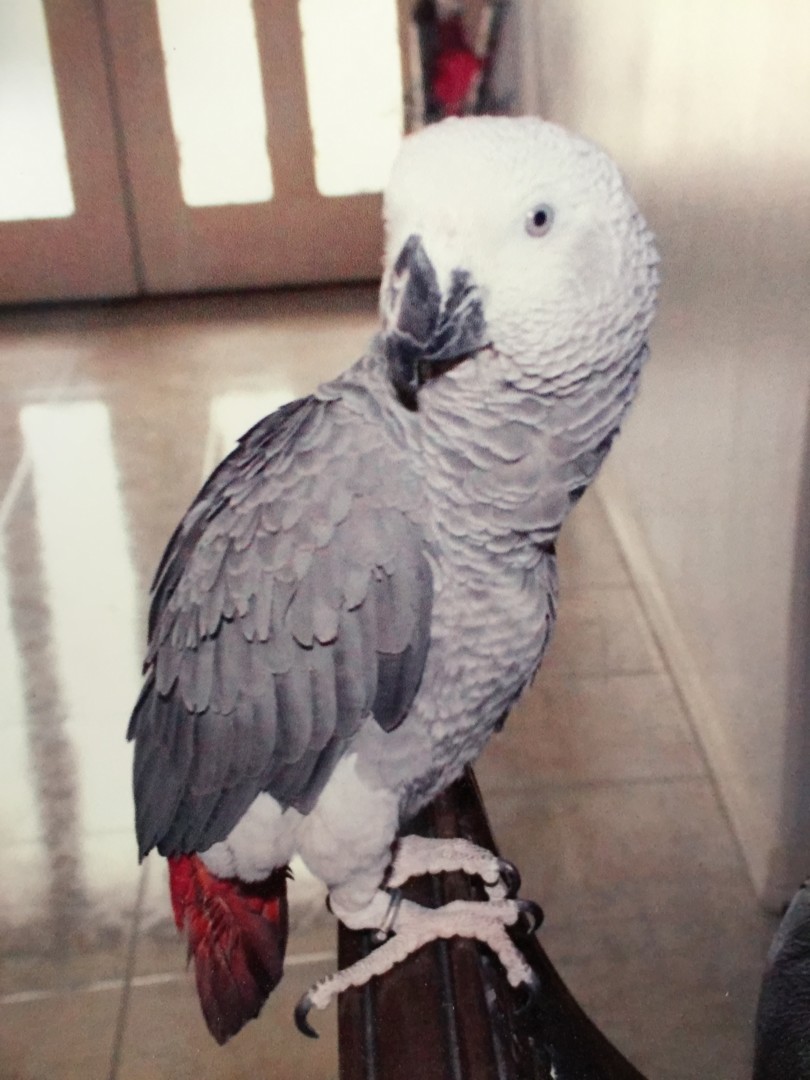 Lost Bird (McAllen, Texas) Milo