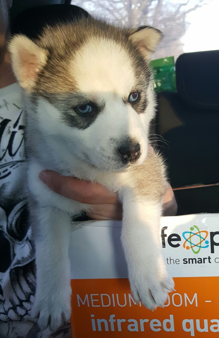 Lost Dog (Clemmons, North Carolina) Yuna