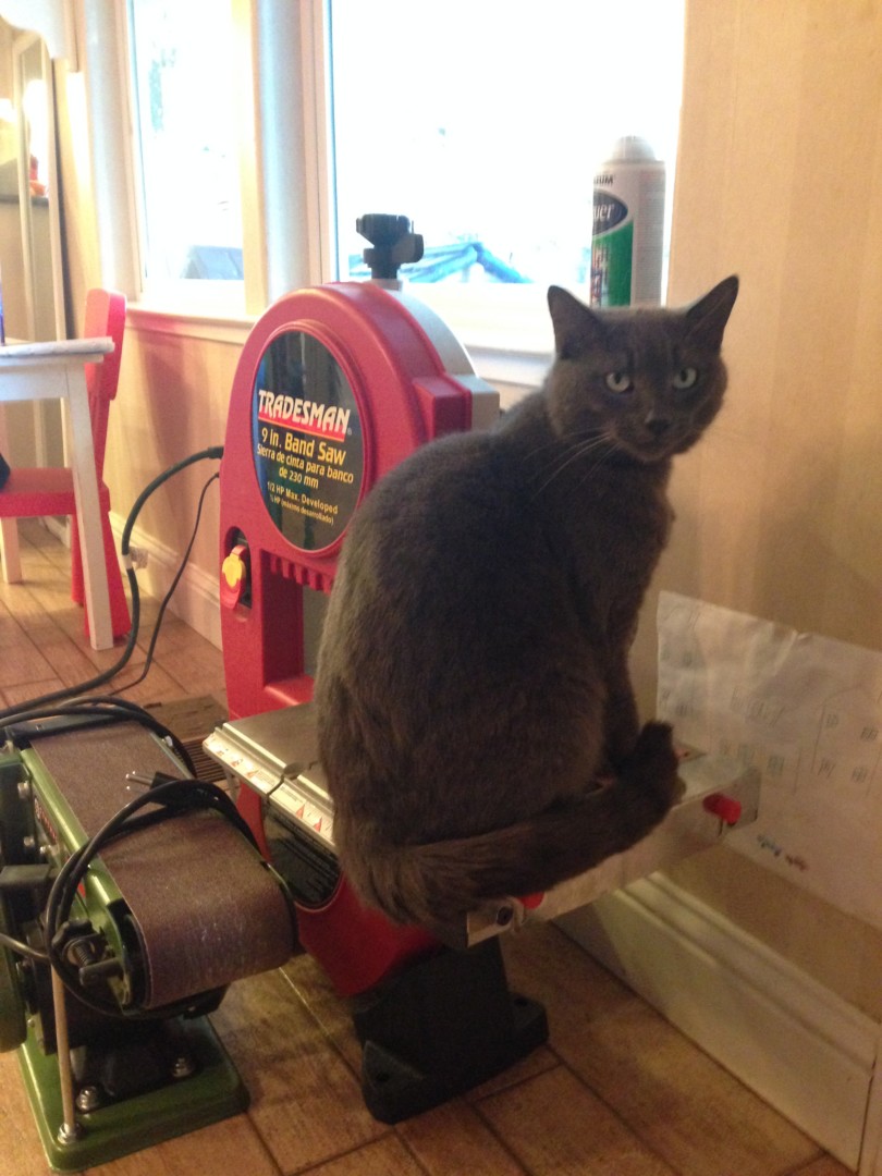 Lost Cat (Roseville, California) Mitsy