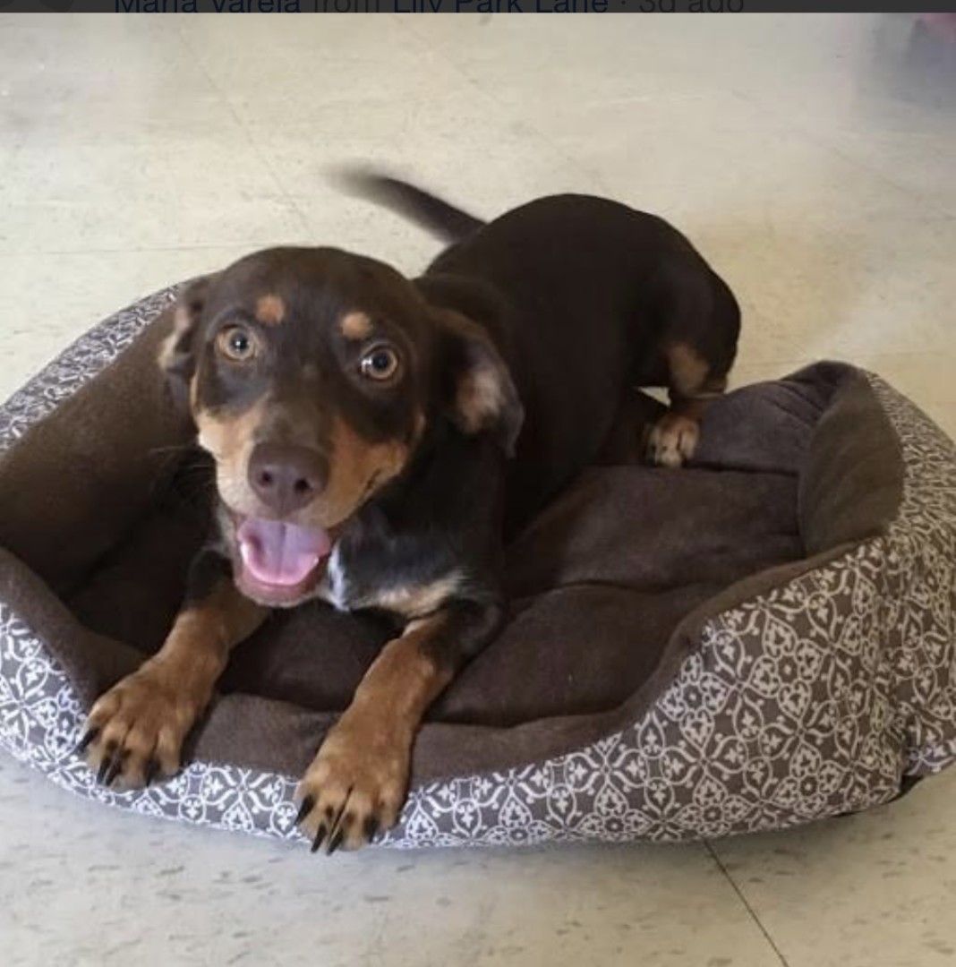 Lost Dog (Houston, Texas) Brownie