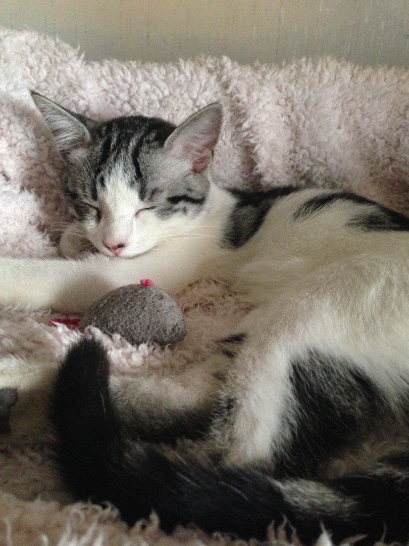 Lost Cat (Fallon, Nevada) Autumn