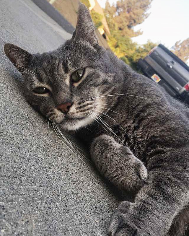 Lost Cat (Riverside, California) Bruno