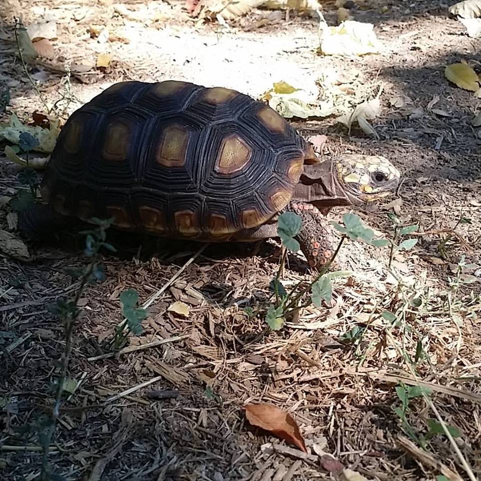 Lost Reptile (Fort Collins, Colorado) Mortimer