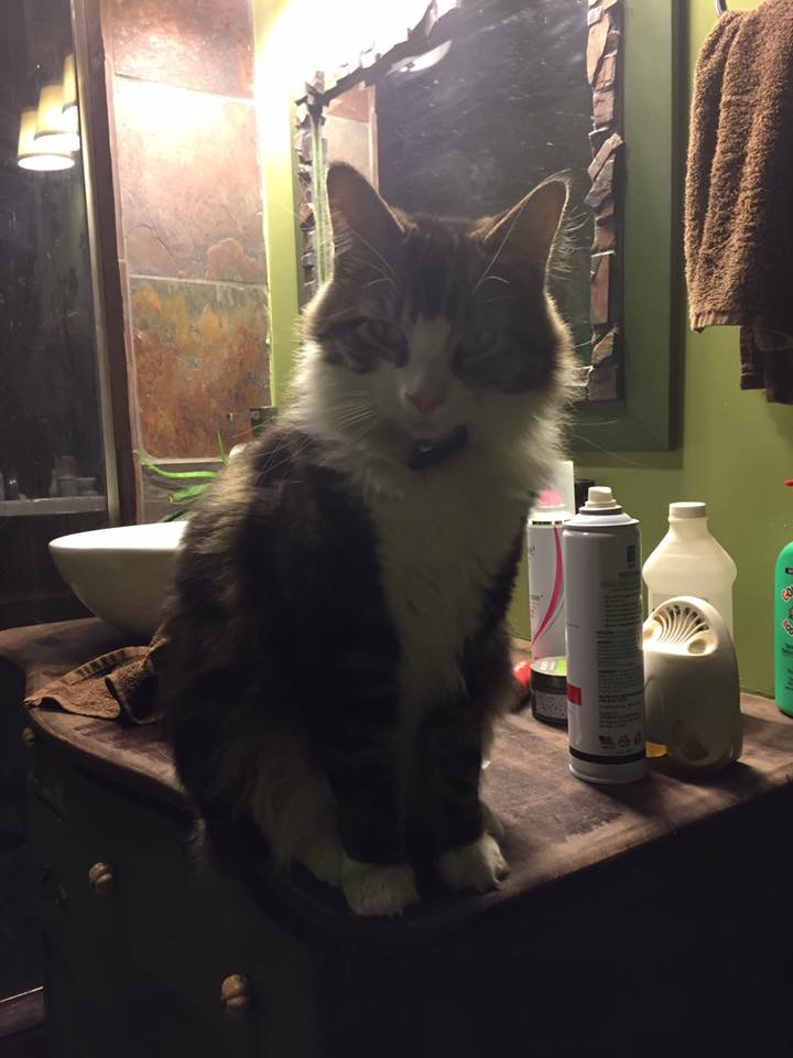 Lost Cat (Spokane, Washington) Elvis