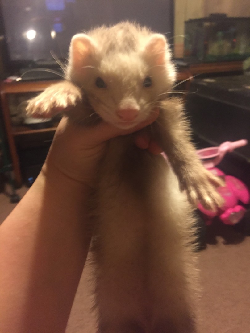 Lost Ferret (Grimesland, North Carolina) Cashmere