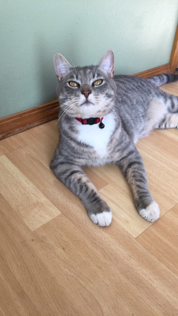Lost Cat (Vancouver, Washington) Oliver