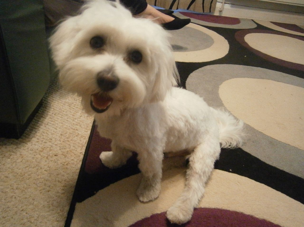 Lost Dog (Las Vegas, Nevada) Coqui