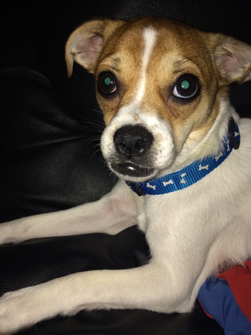 Lost Dog (Lubbock, Texas) Max