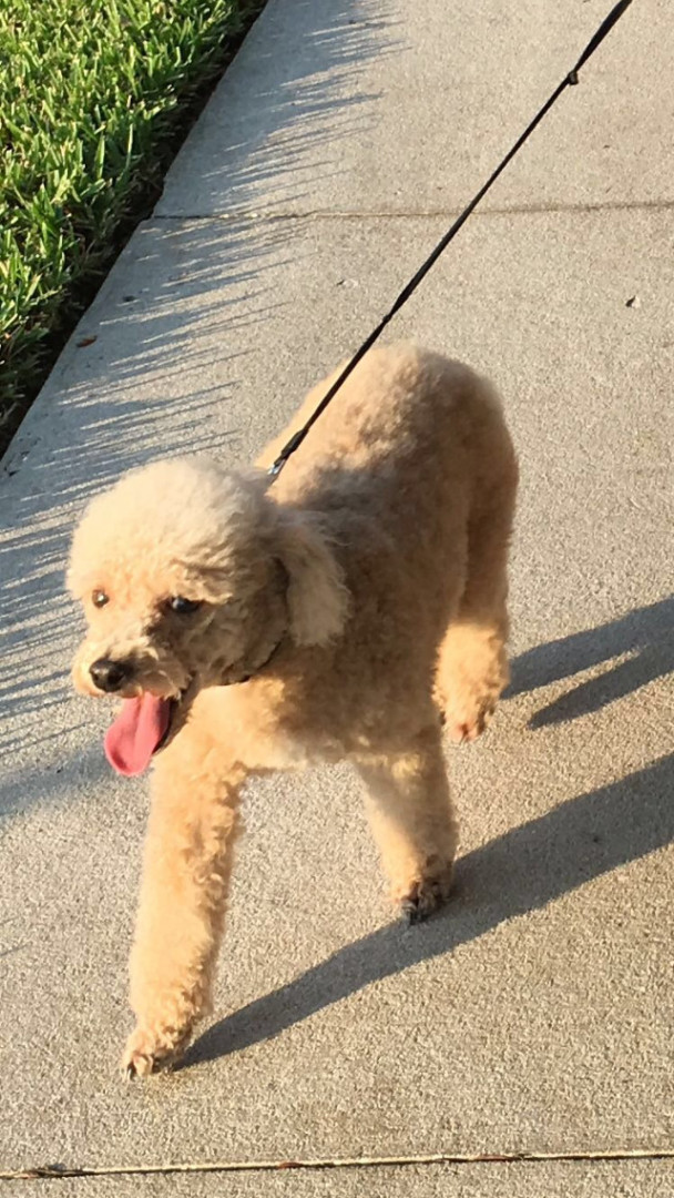 Lost Dog (Deltona, Florida) Scout